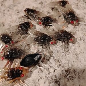 FAKE plastic Flys/Bugs